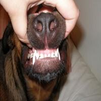 Como escovar os dentes do cachorro