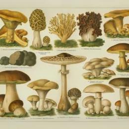 Cogumelos: dos comestíveis aos que podem matar