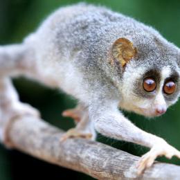 Lóris: o único primata venenoso do mundo