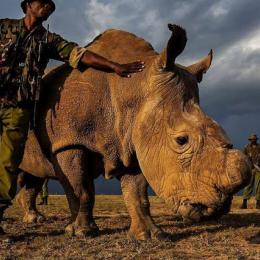 O último rinoceronte branco macho do planeta