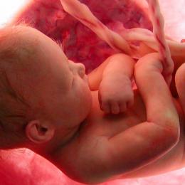 Inacreditável! Este vídeo mostra 9 meses de vida no útero em segundos