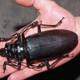Os 10 maiores insetos do mundo