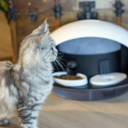 Alimentador inteligente que permite alimentar seu gato à distância