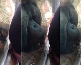 Orangotango beija barriga da mulher grávida da maneira mais doce