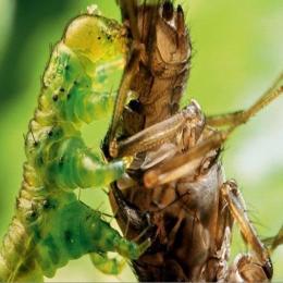 Licença para matar: as incríveis lagartas canívoras