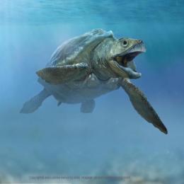 Tartaruga marinha gigante