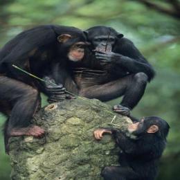 Chimpanzés: o surgimento da cultura com o uso do polegar