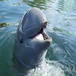 Os golfinhos-de-irrawaddy