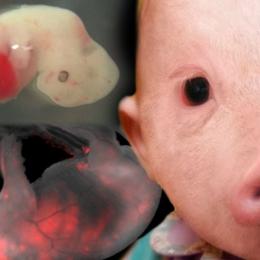 Testes com células humanas em embriões de porco?