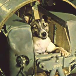 A triste história do primeiro cão que foi ao espaço