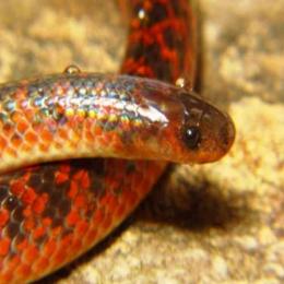 Nova espécie de serpente brasileira é descoberta em Minas Gerais