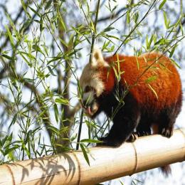 Os ancestrais do panda vermelho
