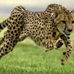 Os 5 animais mais rápidos do mundo