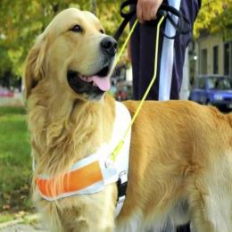 Como são treinados os cães-guia para cegos?