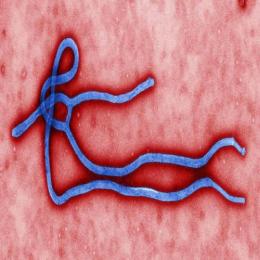 Vírus Ebola: História