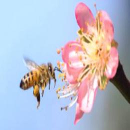 Por que desaparecimento das abelhas seria uma catástrofe