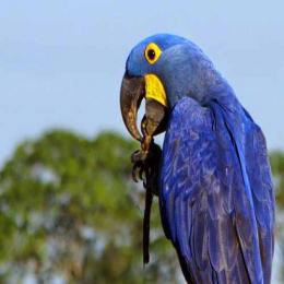 Arara Azul: da beira da extinção aos céus do Pantanal