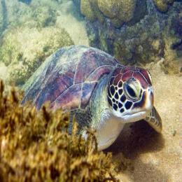 Poluição causa tumores em tartarugas marinhas no Havaí