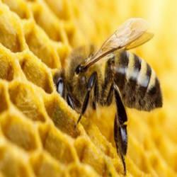 O que faz o mel ser ‘eterno’ e não estragar?
