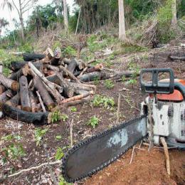 Desmatamento zero já é insuficiente na Amazônia
