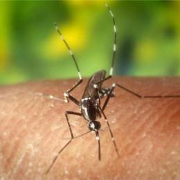 7 Razões de os mosquitos morderem algumas pessoas mais do que outras