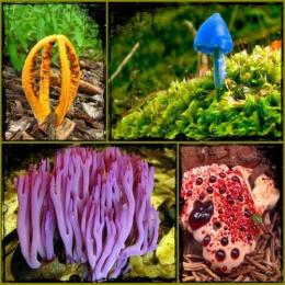 Os dez cogumelos mais estranhos do mundo