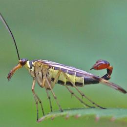 Conheça 7 dos insetos mais bizarros do mundo