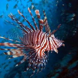 Saiba quais são as 10 criaturas marinhas mais perigosas do mundo