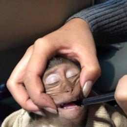 Macaco rouba café de turista e sofre overdose de cafeína
