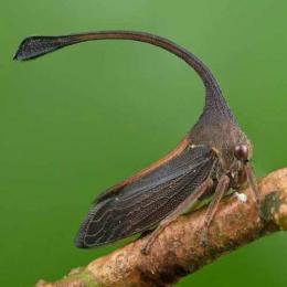 Soldadinho ajuda a desvendar evolução das asas dos insetos