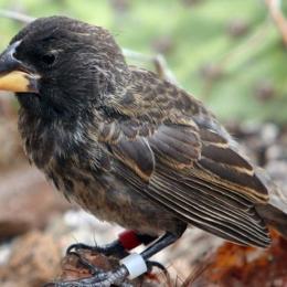 Cientistas identificam pássaros em processo de evolução para gerar nova espécie