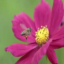 Declínio no número de abelhas traria desnutrição a nações pobres