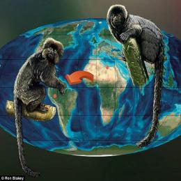Os primeiros fósseis dos macacos sul americanos
