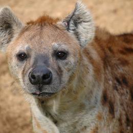 Entenda como é a difícil vida do macho entre as hienas