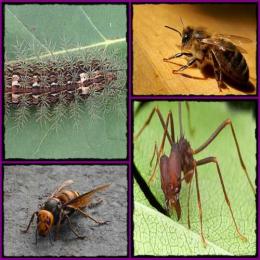 Os insetos mais venenosos do mundo