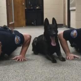 Vídeo de cão policial fazendo flexões com dois oficiais viraliza