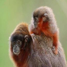 Nova espécie de macaco é descoberta na Amazônia