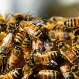 Dois adolescentes são presos nos EUA por causar morte de 500 mil abelhas
