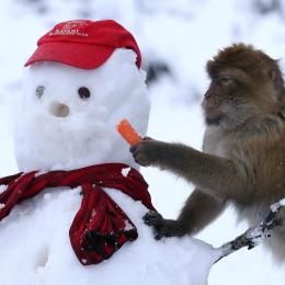 Macaco 'rouba' nariz de boneco de neve na Escócia