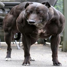 O cão mais musculoso do mundo