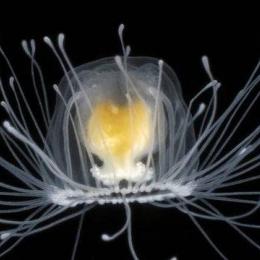 A misteriosa água-viva de apenas 2 cm que cientistas acreditam ser imortal