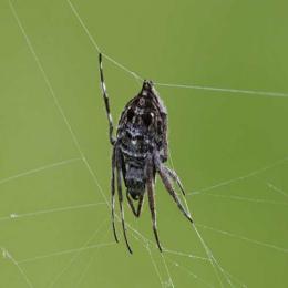 A aranha capaz de construir teias de 25 metros