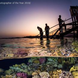 As mais belas fotos subaquáticas do concurso Underwater Photographer of the Year