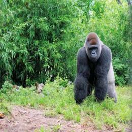 Gorilas da montanha revelam os seus segredos genéticos