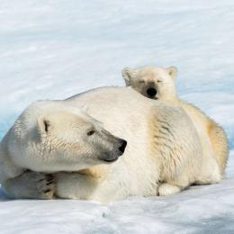 Fotos de um urso polar fotografadas por um drone
