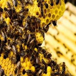 O declínio das abelhas ameaça a agricultura mundial