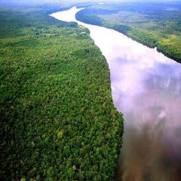 A floresta Amazônica, sem ela estamos perdidos