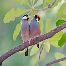 Os pardais de Java: os percussionistas do mundo dos pássaros