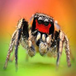 As aranhas saltadoras: visão em três cores