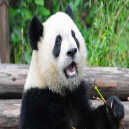 Os pandas gigantes realmente precisam comer bambu?